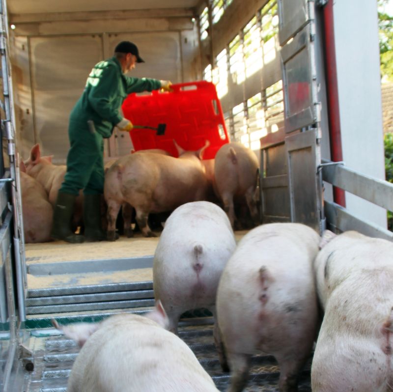Schweine Verladen Schweineboerse