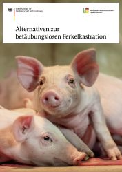 Das BZL informiert zu den Alternativen der betäubungslosen Ferkelkastration. (Bildquelle: BLE)