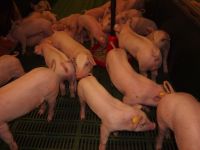Unkupierte Ferkel