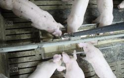 Schweine am Futtertrog