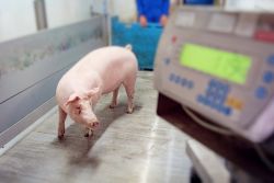 Mastschwein wird gewogen