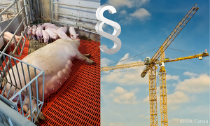 Für Sauenhalter gibt es nun baurechtliche Erleichterungen für Stallumbauten, doch was ist mit der Schweinemast?