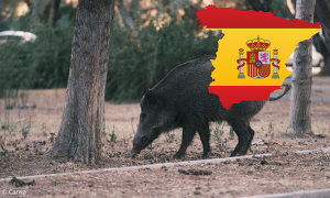 Header Asp Wildschwein Spanien
