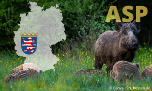 Heaser Asp Hessenneu(1)