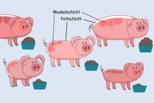 Das Bild zeigt einen Ausschnitt aus einem Film, der das Projekt RESAFE-Pig vorstellt.
- © Silke Vasel/Tierärztliche Hochschule Hannover