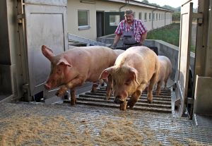 Die Verladerampe ist dem Tierbereich zuzuordnen und darf damit vom Transporteur nicht betreten werden © ISN