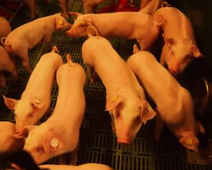 Ferkel mit unkupierten Schwänzen