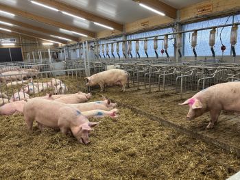 Sauen im Deckzentrum gemäß der geänderten Vorgaben der Tierschutz-Nutztierhaltungsverordnung © ISN