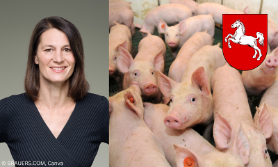 Ab 2027 sollen Schweinehalter in Niedersachsen wieder am Agrarinvestitionsförderprogramm teilnehmen können ©BRAUERS.com, Canva