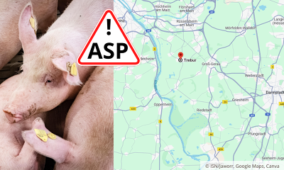 In Trebur im hessischen Landkreis Groß-Gerau ist die ASP in einem Hausschweinebestand ausgebrochen ©ISN/Jaworr, Canva, https://www.google.com/maps/dir//trebur/