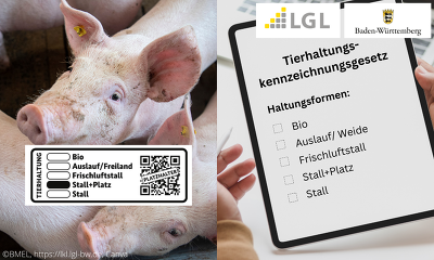 Schweinemäster in Baden-Württemberg können jetzt ihr Haltungssystem nach dem THKG melden ©BMEL, lkl.lgl-bw.de, Canva