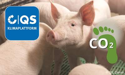 QS bietet eine Klimaplattform für die Schweinehaltung an ©QS, Canva
