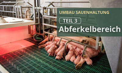 Header Reihe Umbau Sauenhaltung Teil 3