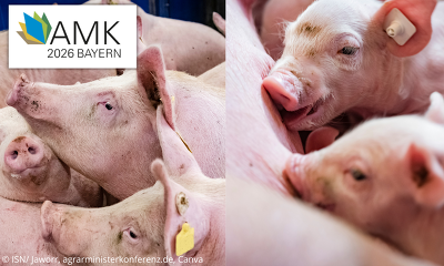 Auf der Frühjahrs-AMK soll über die Rahmenbedingungen in der Nutztierhaltung gesprochen werden ©ISN/Jaworr, agrarministerkonferenz.de, Canva