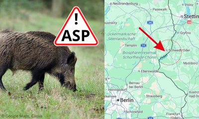 Im Landkreis Uckermark wurden nach über einem Jahr neue Fälle von ASP bei zwei Wildschweinen nachgewiesen