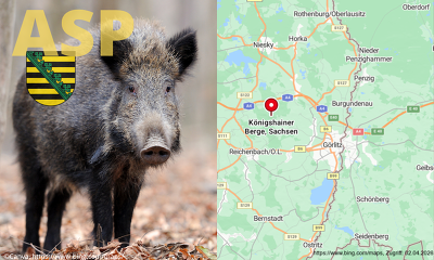 Über ein Jahr wurde kein neuer ASP-Fall in Sachsen festgestellt - nun wurde das Virus bei einem verendeten Wildschwein in den Königshainer Bergen nachgewiesen ©Canva, https://www.bing.com/maps/