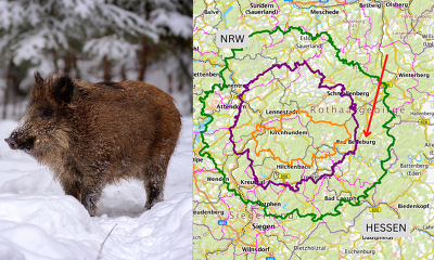 Bei Bad Berleburg wurde ein mit ASP-infizierter Frischling gefunden - die Sperrzone II wird nun ausgeweitet ©Canva, https://visualgeoserver.fli.de