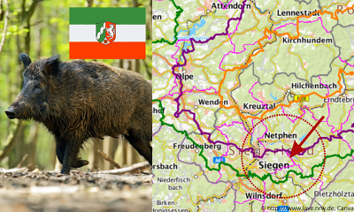 Im nordrhein-westfälischen Landkreis Siegen-Wittgenstein wurde die ASP bei einem Überläufer bei Netphen-Grissenbach festgestellt ©Canva, LAVE NRW