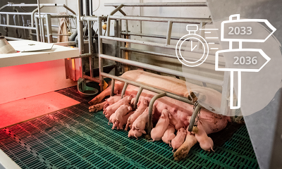 Header Umbau Sauenhaltung Abferkelbereich