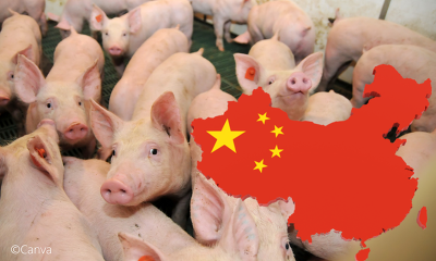 Chinas Regierung bemüht sich um einen stabilen Schweinemarkt ©Canva