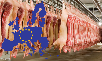 Die Schweinefleischproduktion ging in den EU-Mitgliedsländern im vergangenen Jahr um 5,7 % zurück (Bild ©Canva)